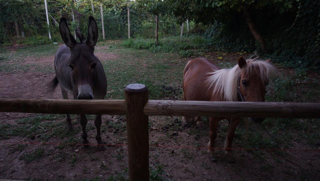 Hotel Agriturismo Fior Di Pesco Sommacampagna Exteriér fotografie